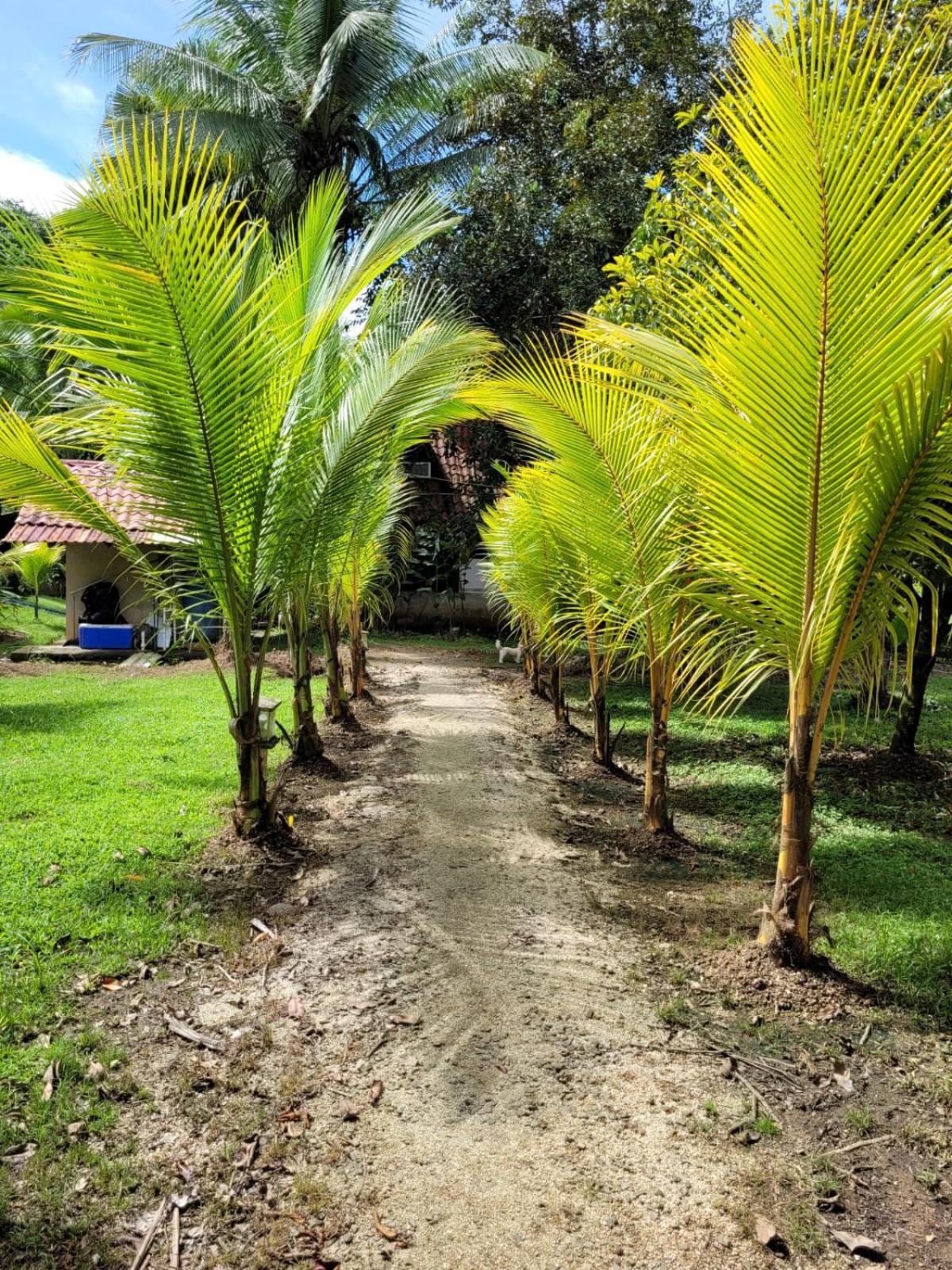Villas Maria Luisa Uvita Kültér fotó
